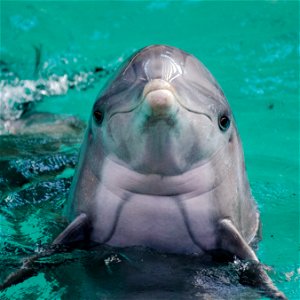 Dolphin Animal photo