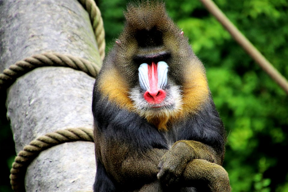 Mandrill Animal