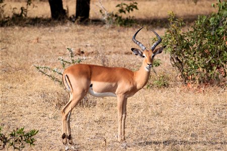 Gazelle Animal