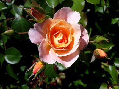 Bloom blossom bloom