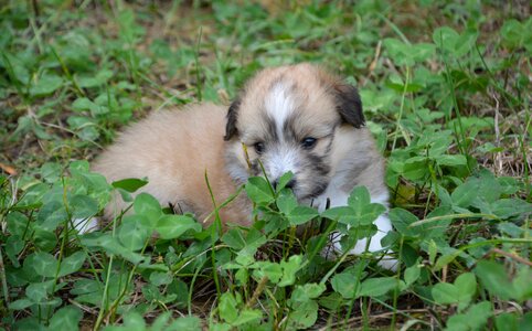 Cute adorable portrait