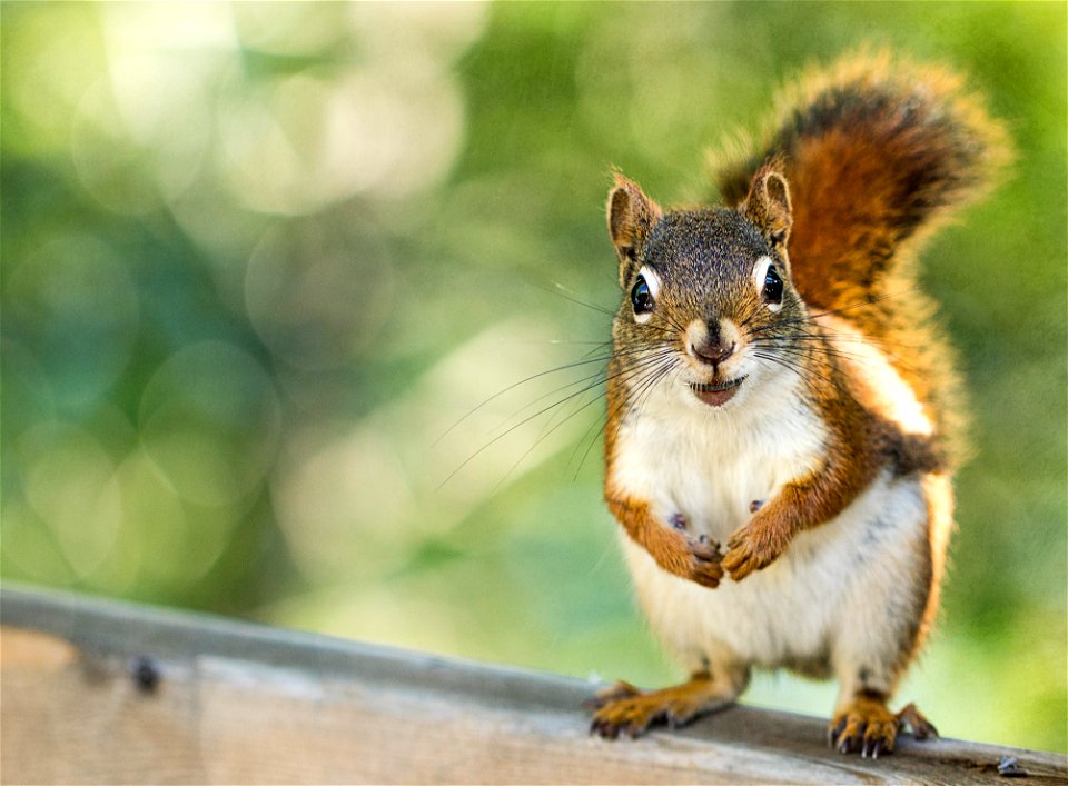 Squirrel Animal