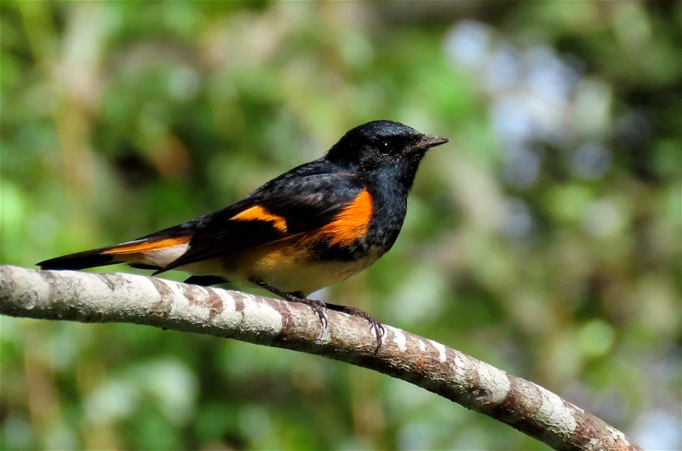 American Redstart Bird