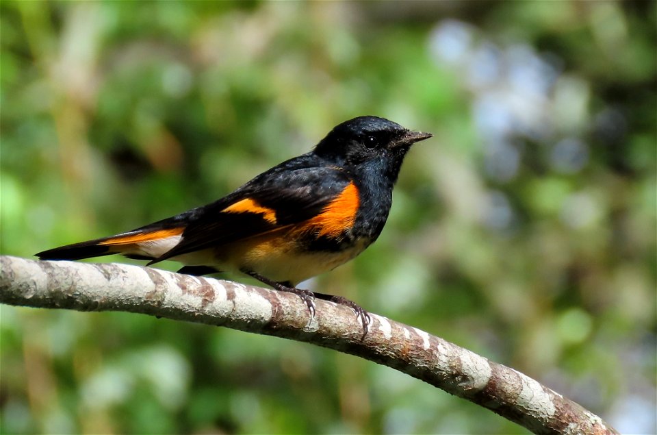 American Redstart Bird photo