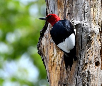 Red Headed Woodpecker Bird photo
