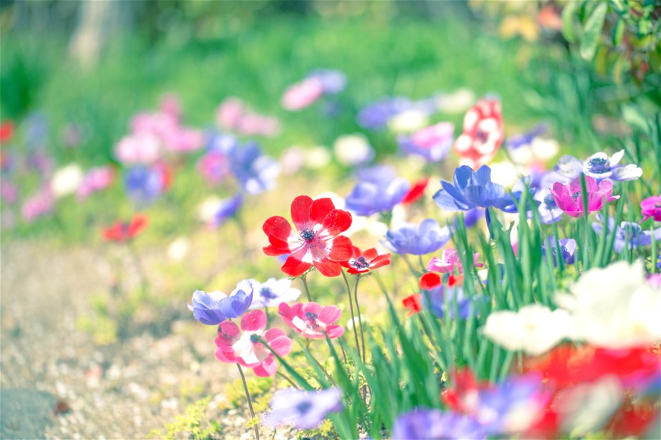 Poppy Anemone Flower