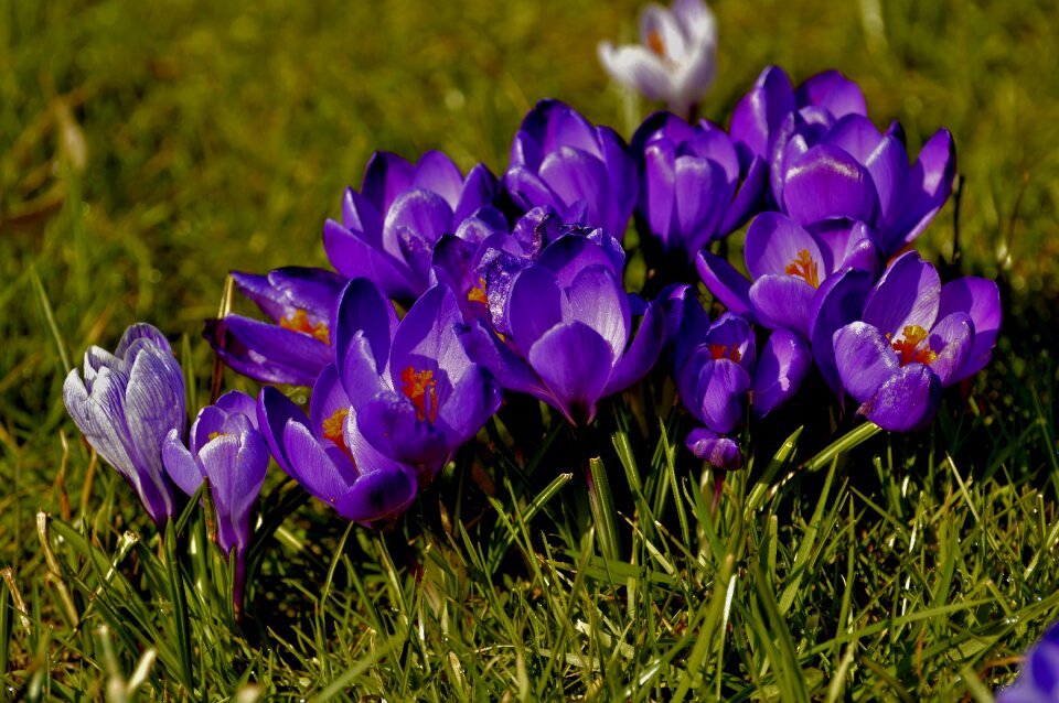 Nature spring purple