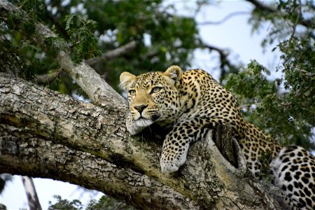Jaguar Animal photo