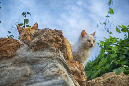 Feline kitten white