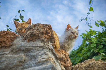 Feline kitten white photo