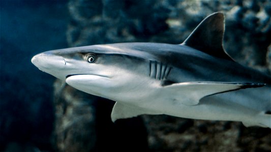 Shark Fish photo