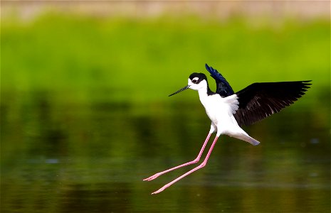 Black Necked Stilt Bird