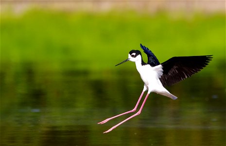 Black Necked Stilt Bird photo