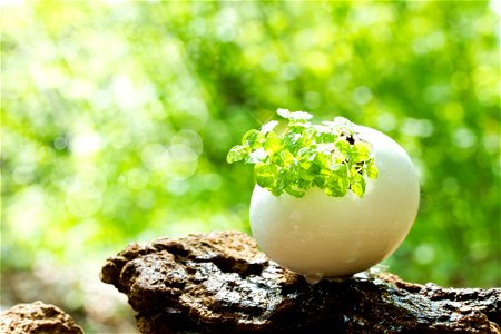 Egg Plant