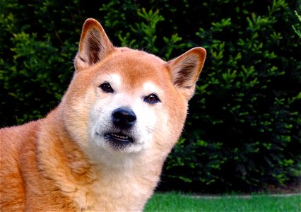 Shiba Inu Dog photo