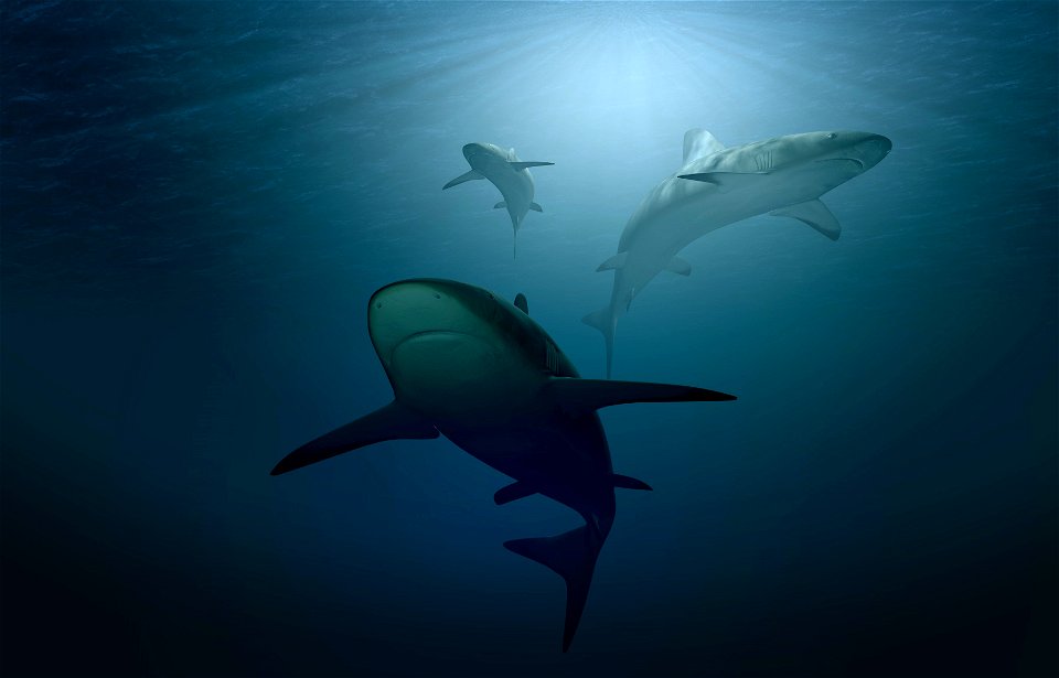 Shark Fish Underwater