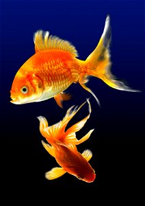 Goldfish Fish photo