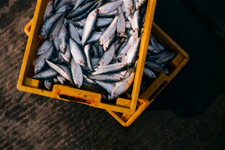 Sardine Fish photo