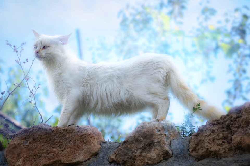 Pets feline cute