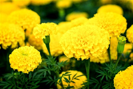 Marigold Flower photo