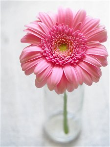 Gerbera Flower photo