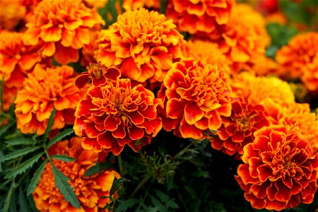 Marigold Flower photo