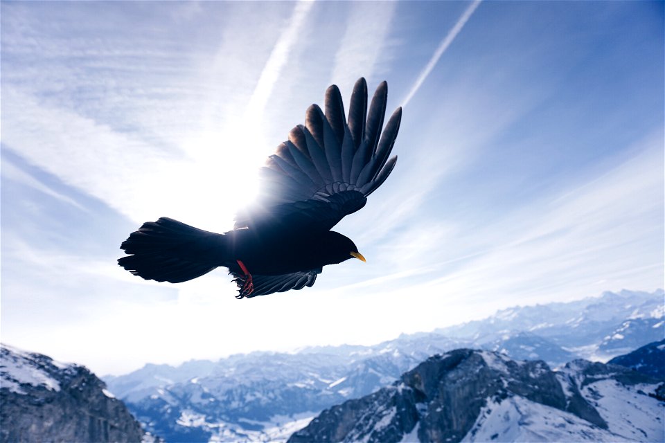 Hawk Bird