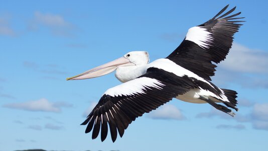 Animals birds pelicans photo