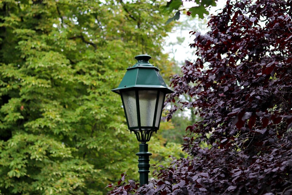 Park trees lighting
