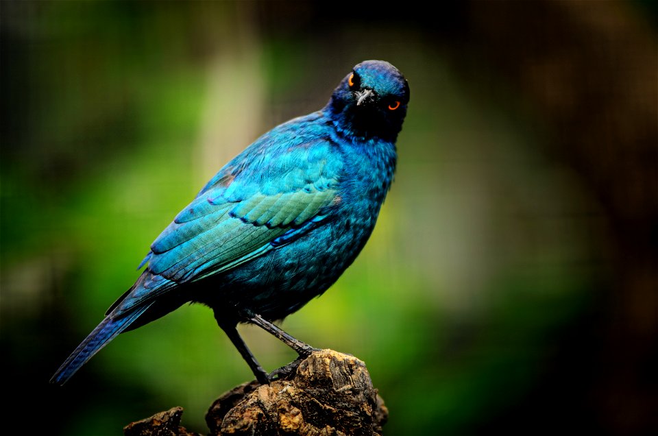 Cape Starling Bird
