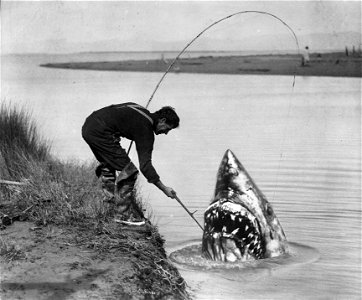 Man Catching A Shark photo