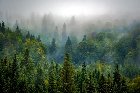 Fog Pine Forest