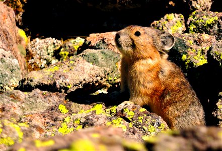 Pika Animal photo