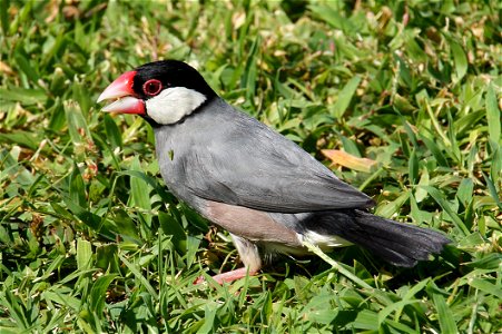 Java Sparrow Bird photo