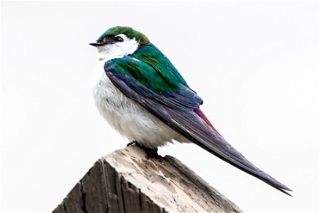 Violet Green Swallow Bird photo