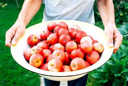 Apple Fruits photo