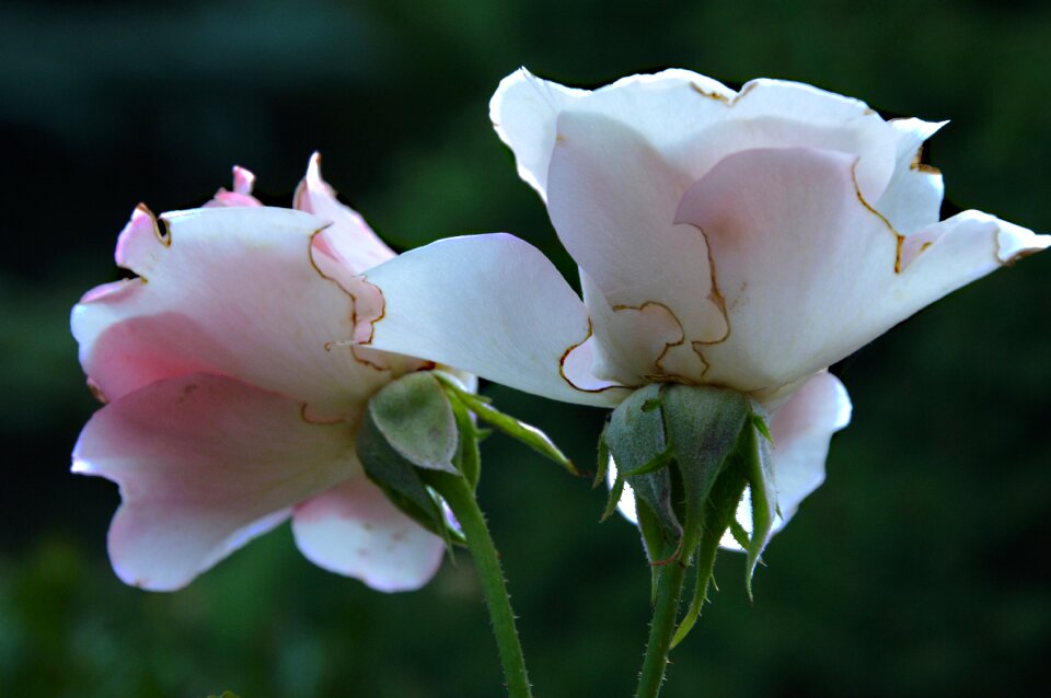 Fade bloom transient