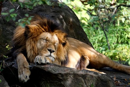 Lion Animal Sleep photo
