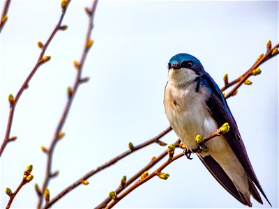 Tree Swallow Bird photo