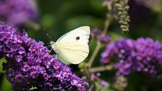 Summer insect flower photo