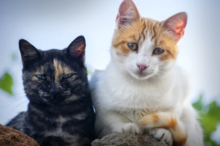 Feline eyes attention