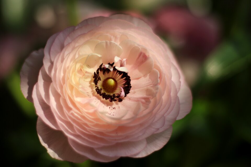 Pink romantic light