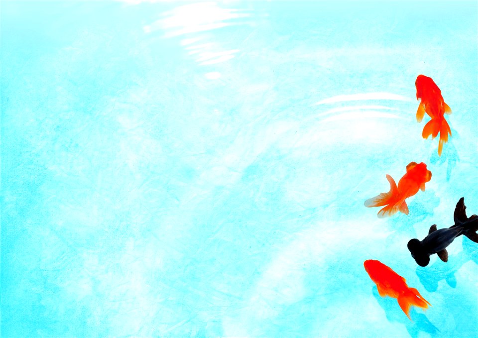 Water Goldfish Fish