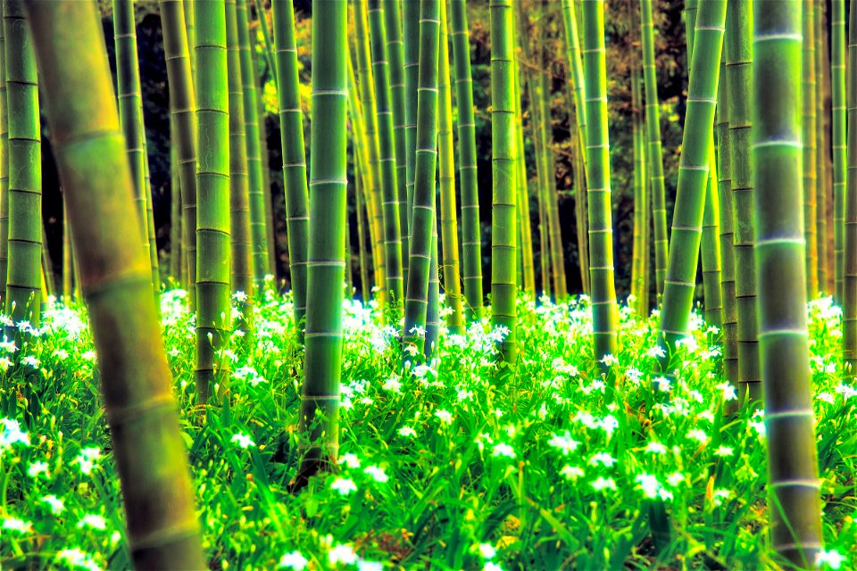Fringed Iris Bamboo Forest