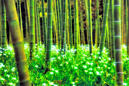 Fringed Iris Bamboo Forest