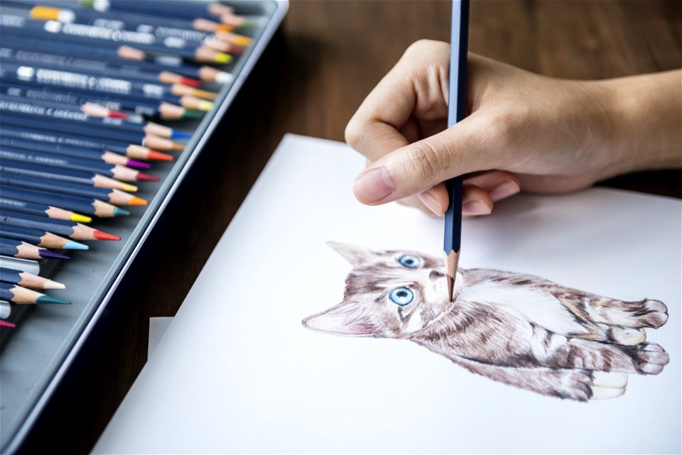 Drawing Kitten Colored Pencils