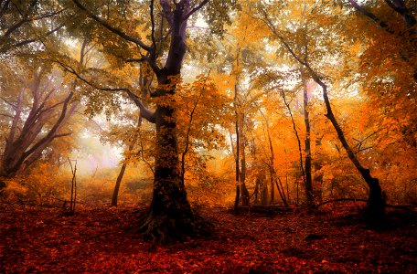 Forest Fog Autumn