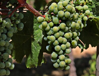 Vine fruit winegrowing