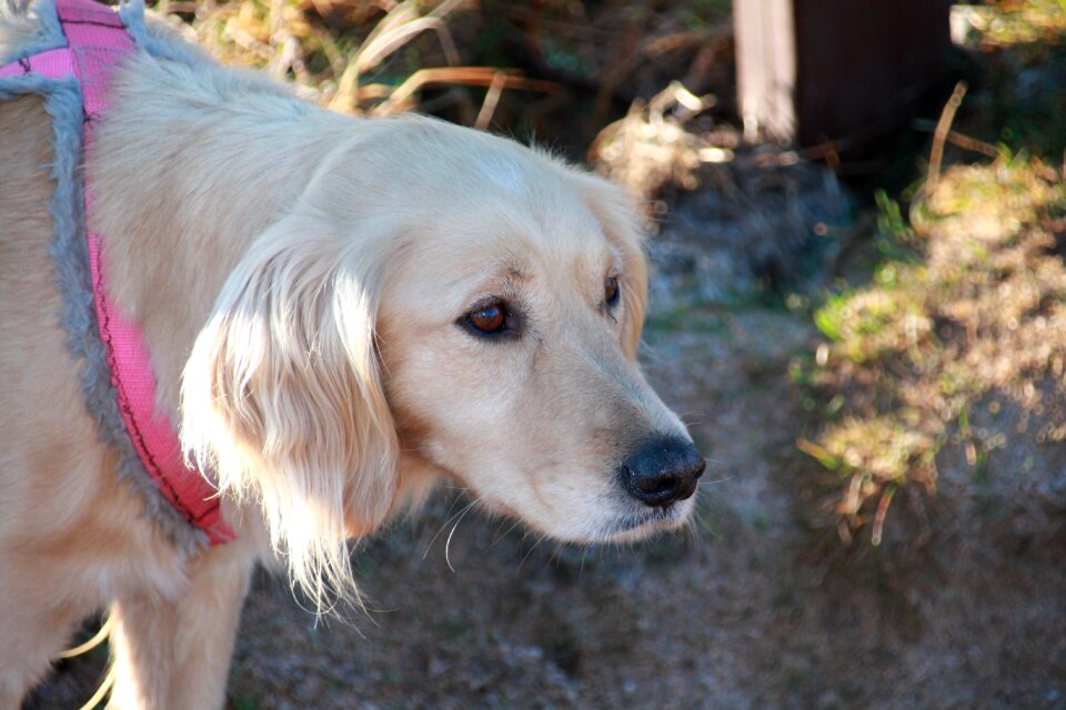 Alert harness portrait