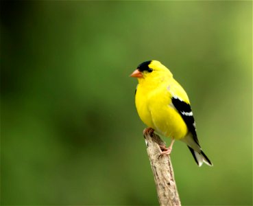 American Goldfinch Bird photo